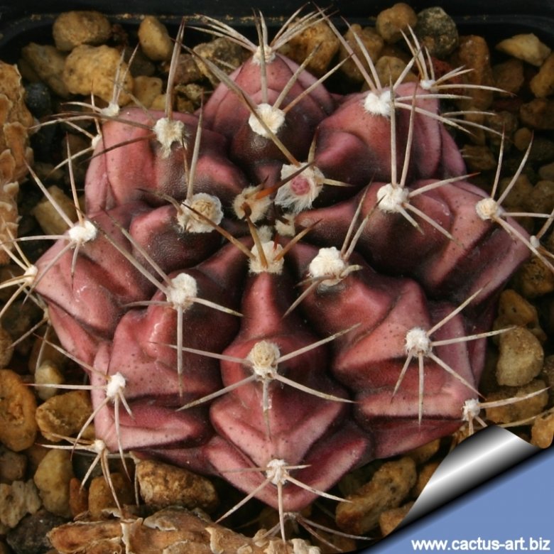 Gymnocalycium damsii var. tucavocense