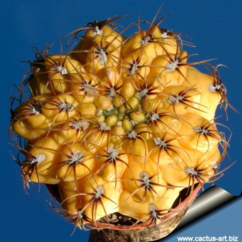 Gymnocalycium baldianum cv. Yellow