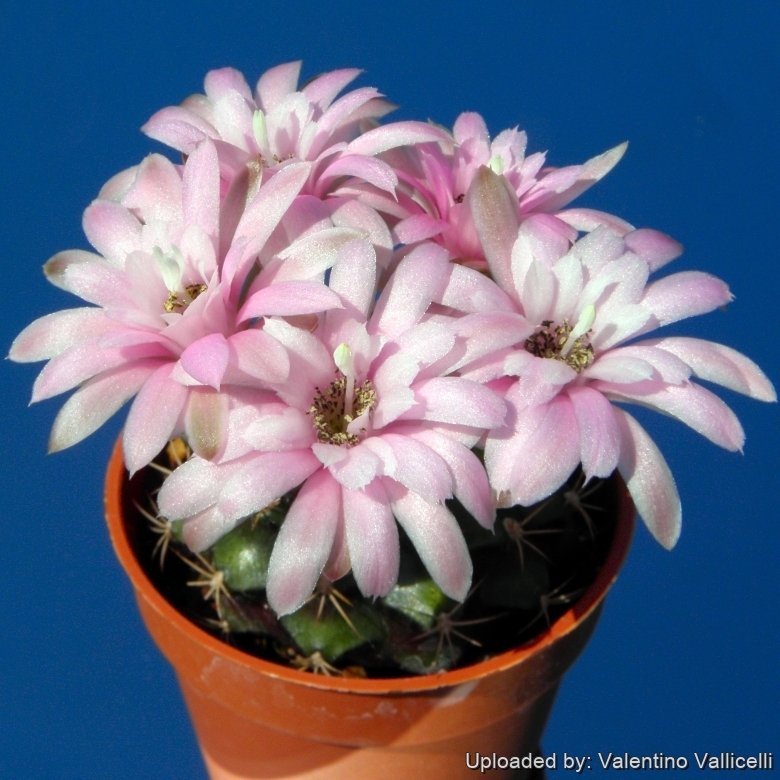 Cactus Gymnocalycium Anisitsii F. Cristata – Pianta Succulenta 4-5 Cm