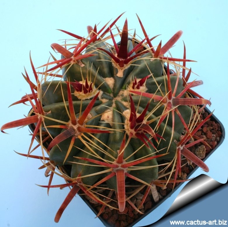 dracaena reflexa common name Dracaena reflexa 'Song of India' (Pleomele) – Heron's Head Nursery
