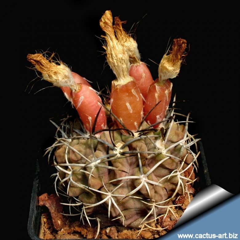 【極稀少】Eriosyce zorillaensis KP-2180 Eriosyce occulta