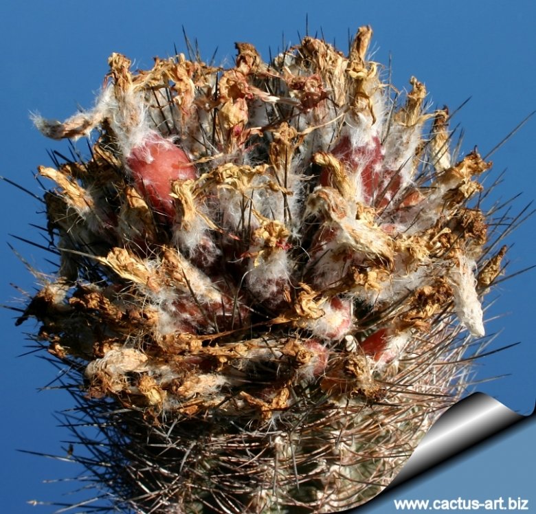 Eriosyce eriocephala