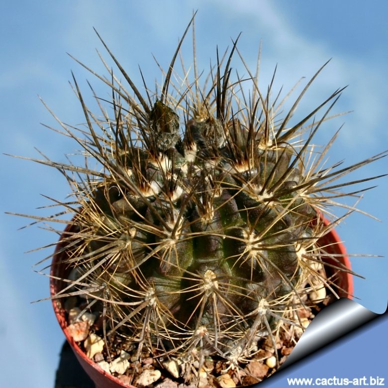 【極稀少】Eriosyce zorillaensis KP-2180 Eriosyce taltalensis subs. echinus
