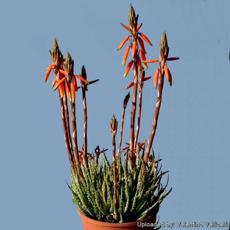 Aloe humilis