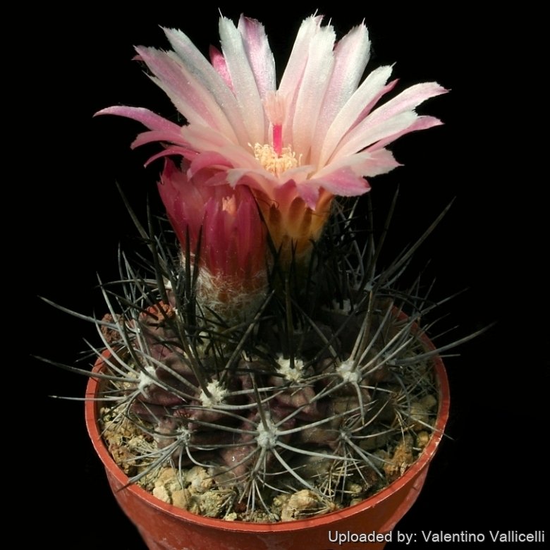 Eriosyce cachytayensis