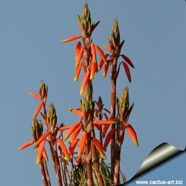 is aloe vera a good moisturiser COMPLETE - Face & Body Cream – ALOEmoist Organics main image 1
