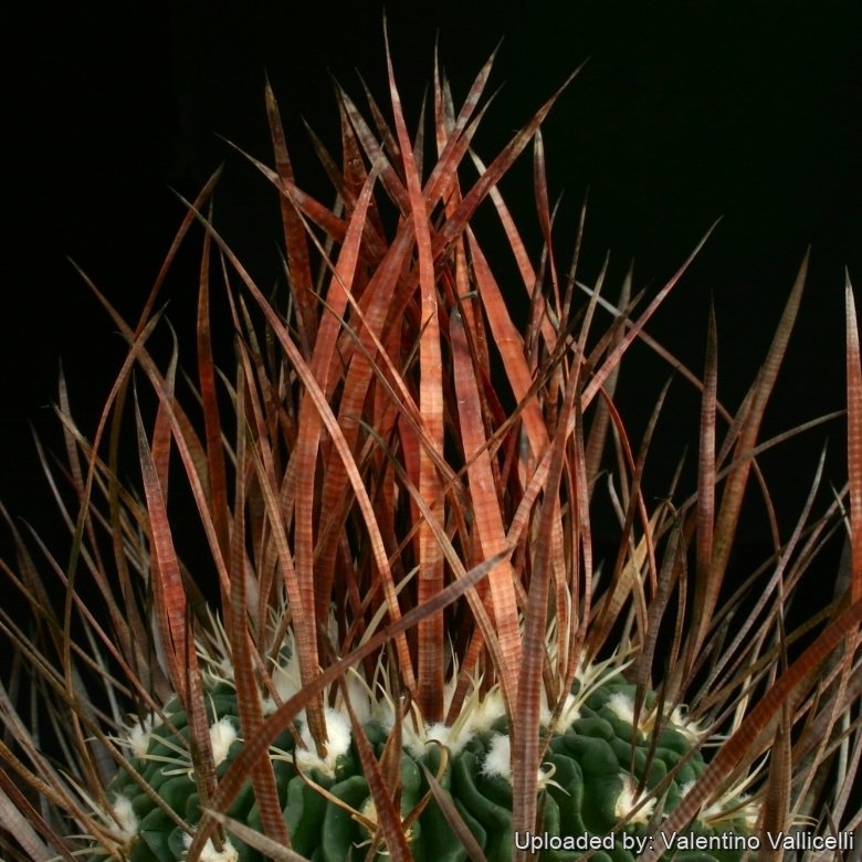 Echinofossulocactus lloydii