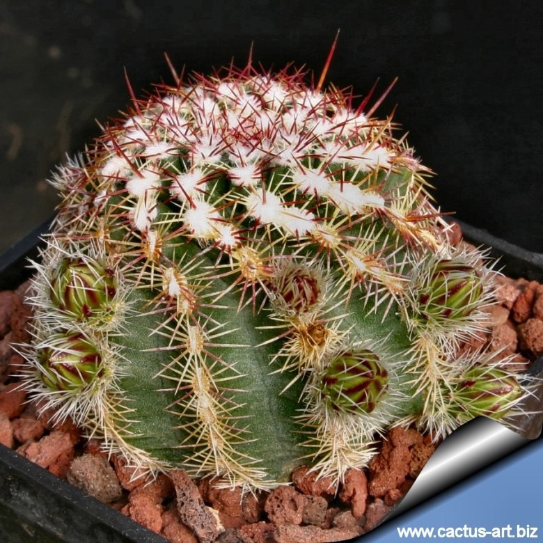 Echinocereus Viridiflorus Seeds – Hardy Hedgehog Cactus (Green-Flowered)