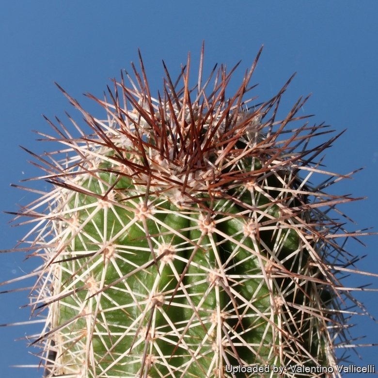 Echinocereus stoloniferus subs. tayopensis