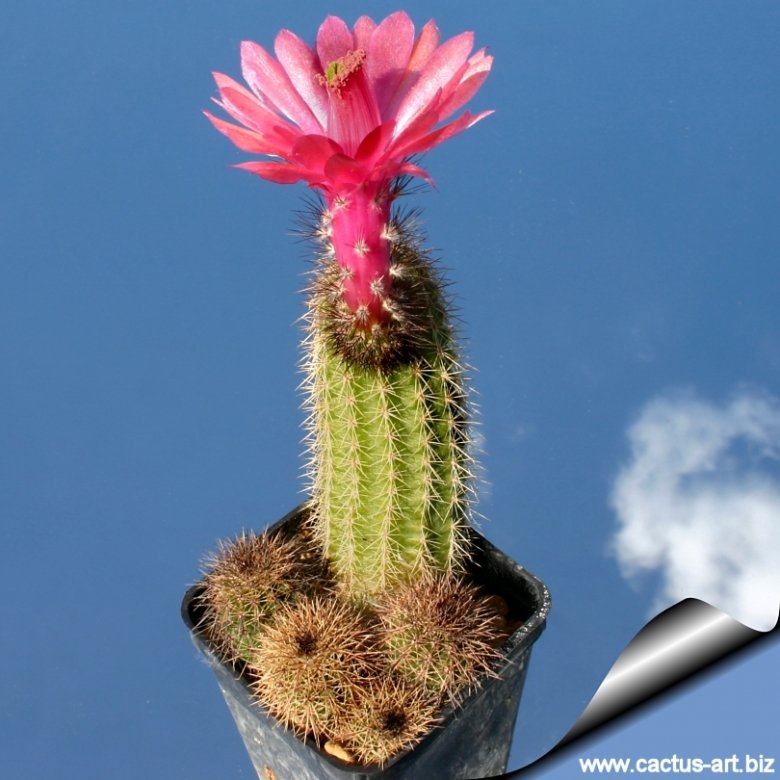 kaktus media Shop Echinopsis Chamaecereus main image 1