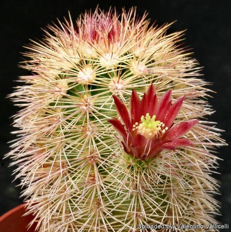 kaktus grau Copiapoa griseoviolacea main image 1
