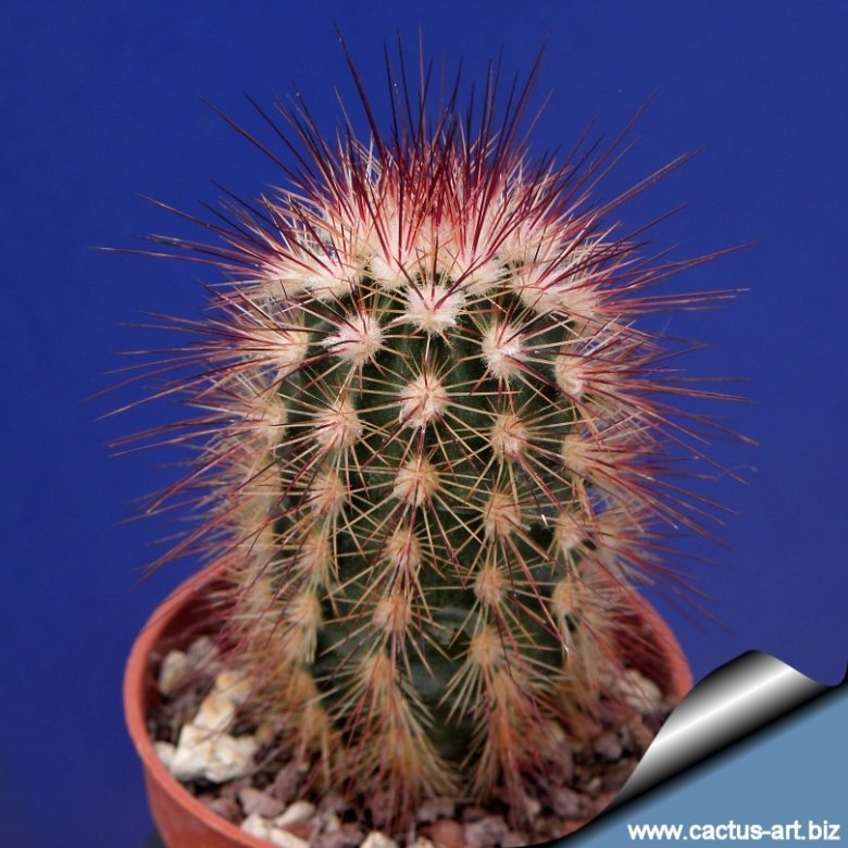 Echinocereus russanthus