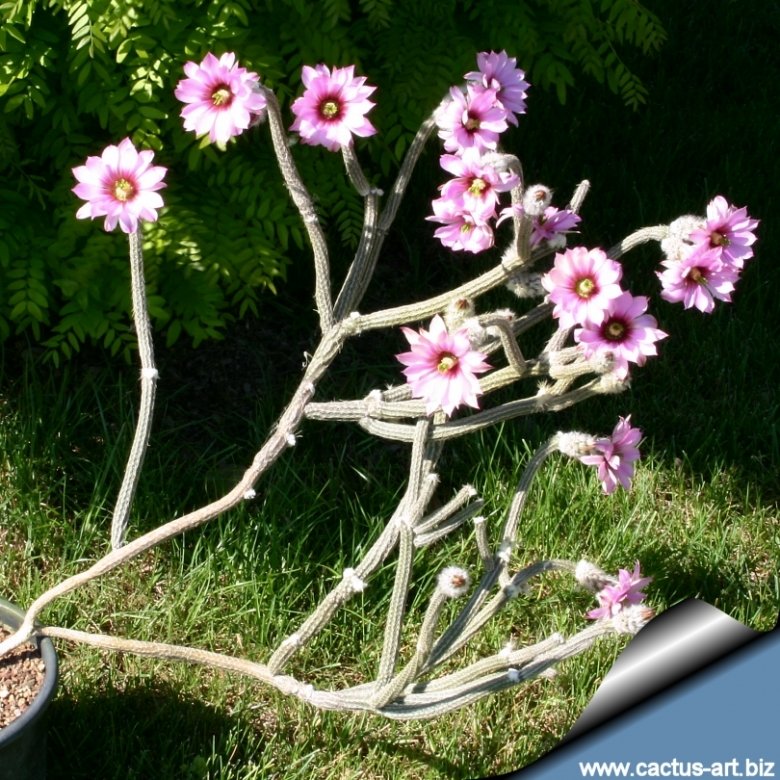 Echinocereus poselgeri