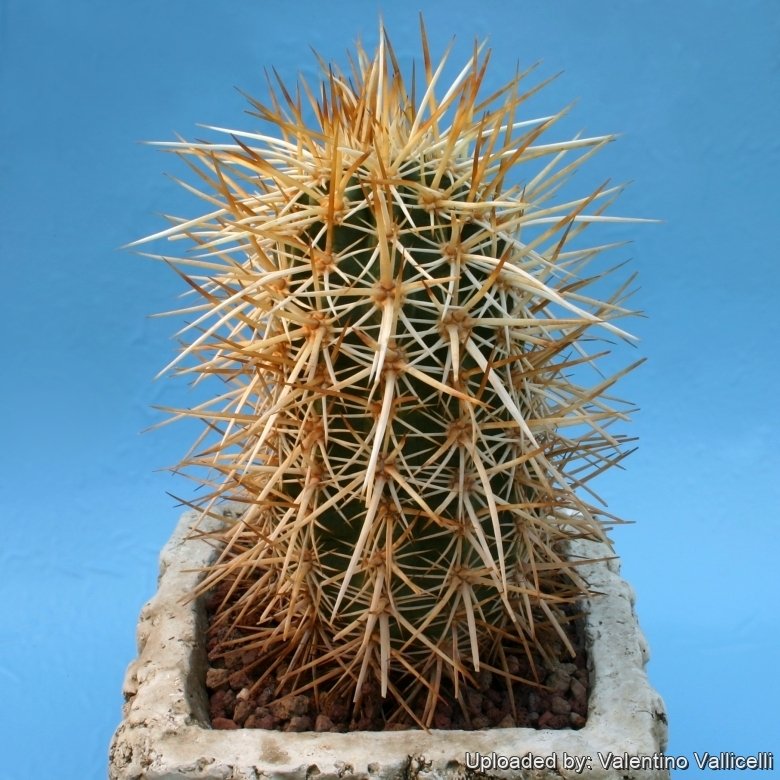 goldfruchtpalme berwintern Goldfruchtpalme XL | Dypsis