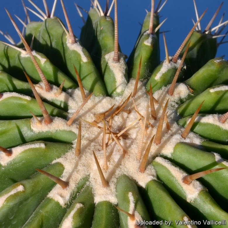 Echinocactus viznaga