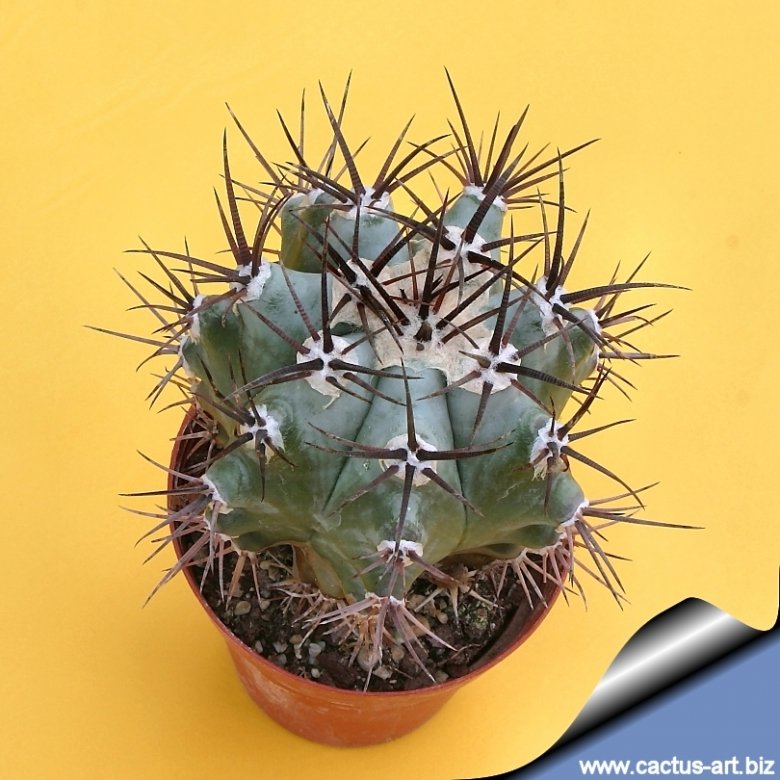 Echinocactus ingens