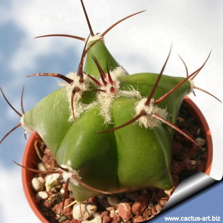 Echinocactus ingens
