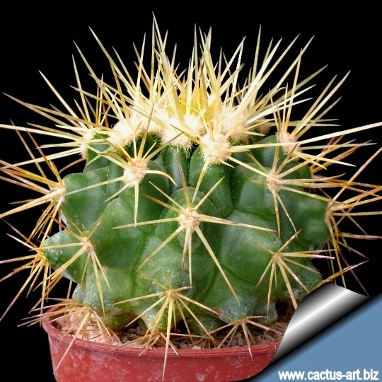 金鯱（Echinocactus grusonii） Echinocactus grusonii - Devil Mountain Wholesale Nursery