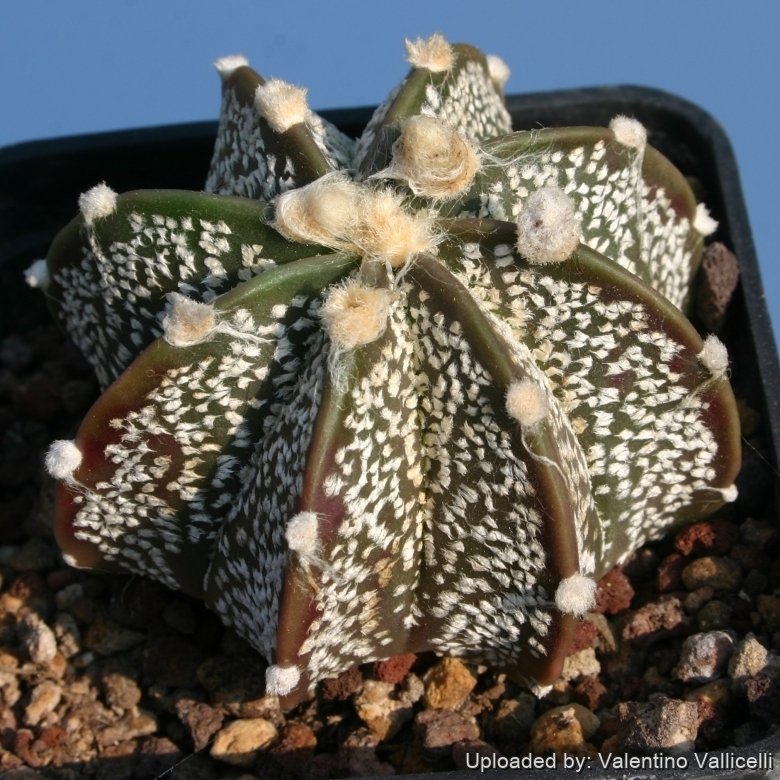 【洋書】Astrophytum Hybrids pht_15108_l.jpg