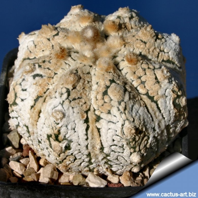 Astrophytum hybrid SK Multi-hybrid (A. asterias cv