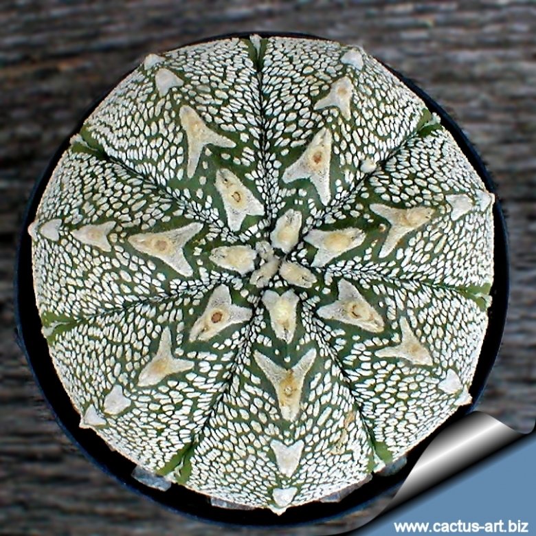 その他 OZWRT Spirit of Astrophytum Astrophytum hybrid AS-ONZ (A. asterias x A. myriostigma cv