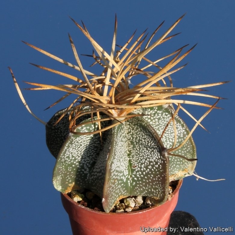 Astrophytum capricorne var. niveum