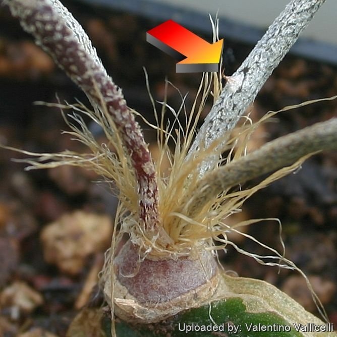 Digitostigma caput-medusae