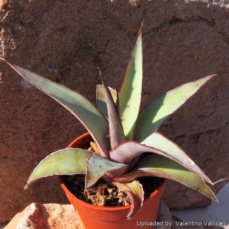 Agave impressa