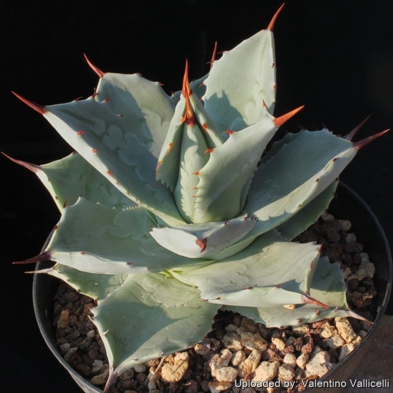 Agave agave isthmensis princess crown ②アガベ イシスメンシス