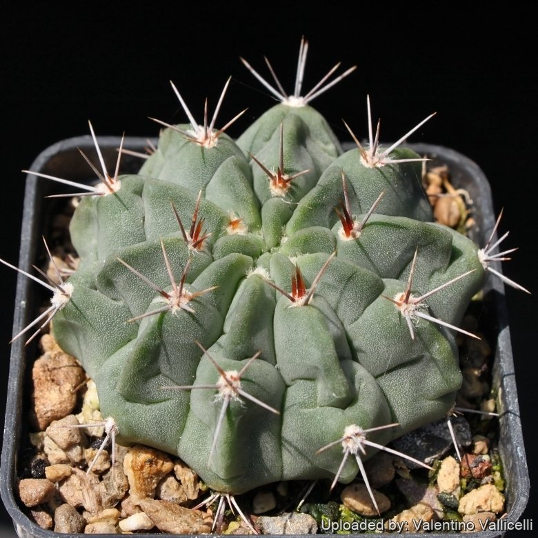 Gymnocalycium mostii subs. valnicekianum var. genseri