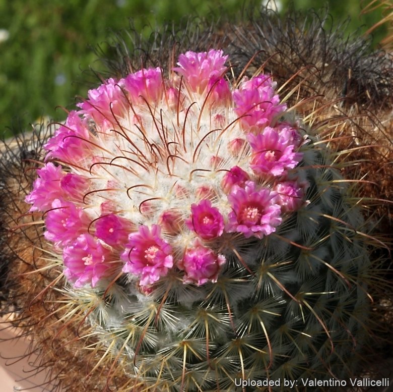 Mammillaria bombycina