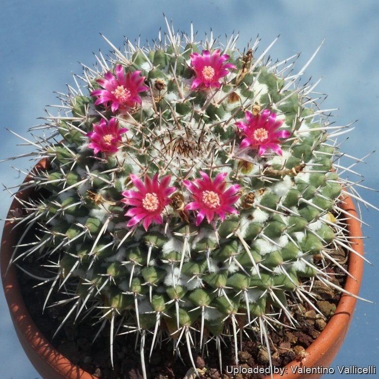Mammillaria compressa