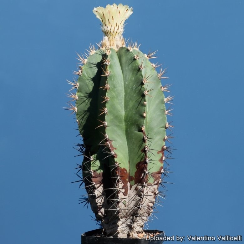 Astrophytum ornatum var. virens