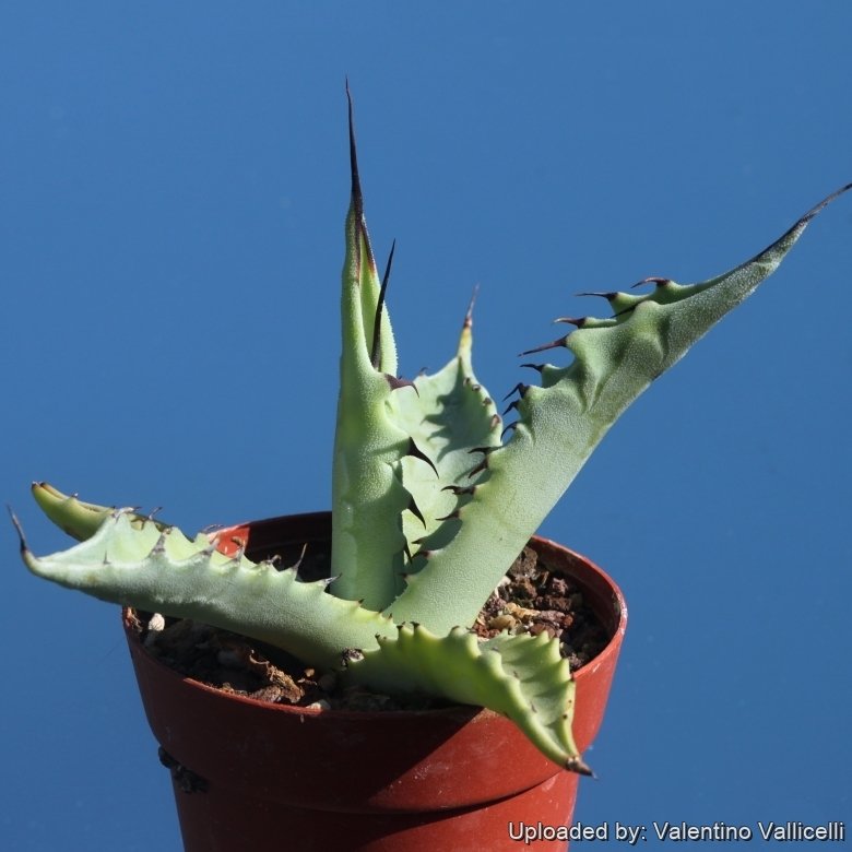 Agave asperrima
