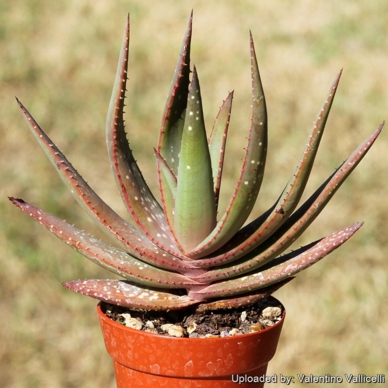 aloe vera ro Hydra Refresh Aloe Vera Lotion  Purdori