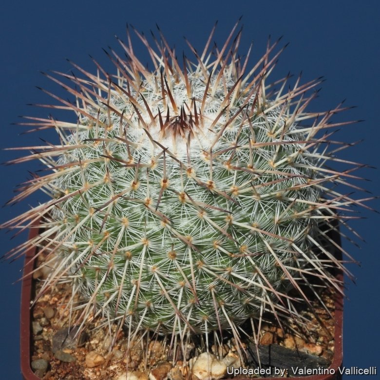 Cactus parkinsonii