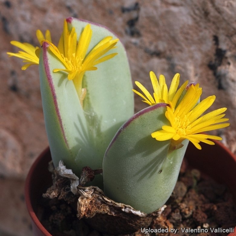 Conophytum christiansenianum