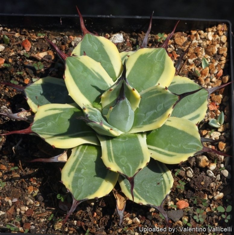 Agave applanata cv. Cream Spike