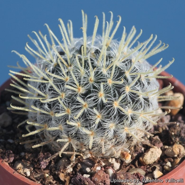 Mammillaria crinita subs. duwei