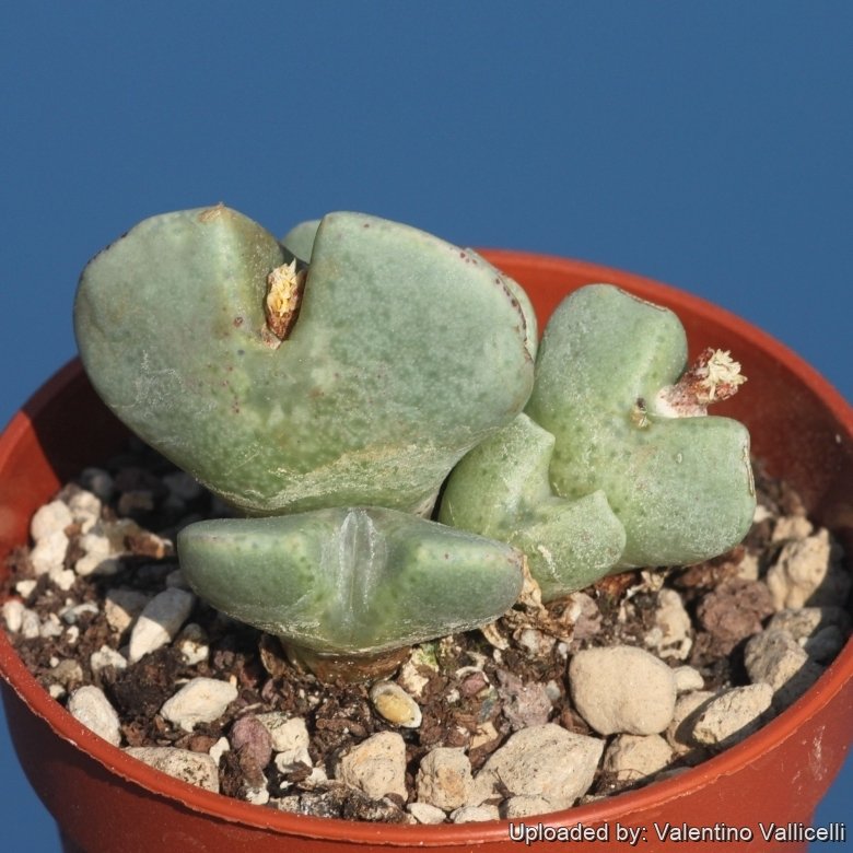 Conophytum quaesitum