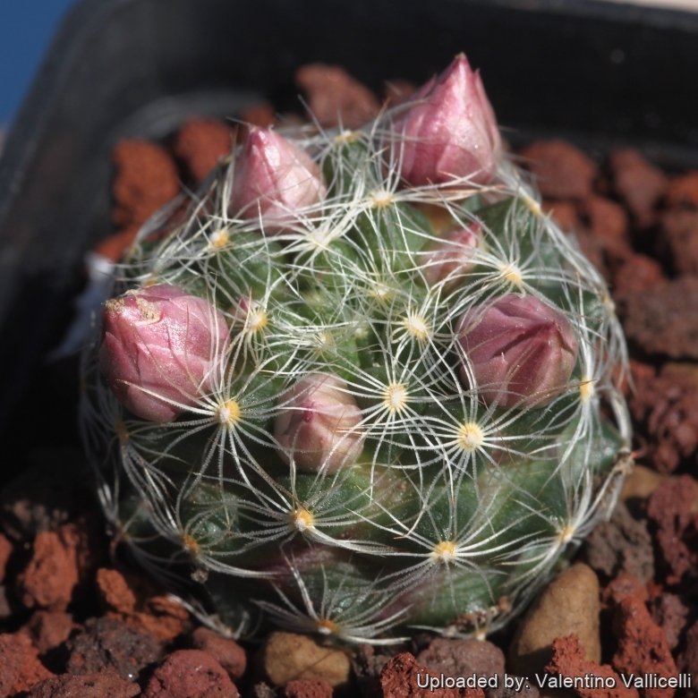 Mammillaria longiflora f. stampferi