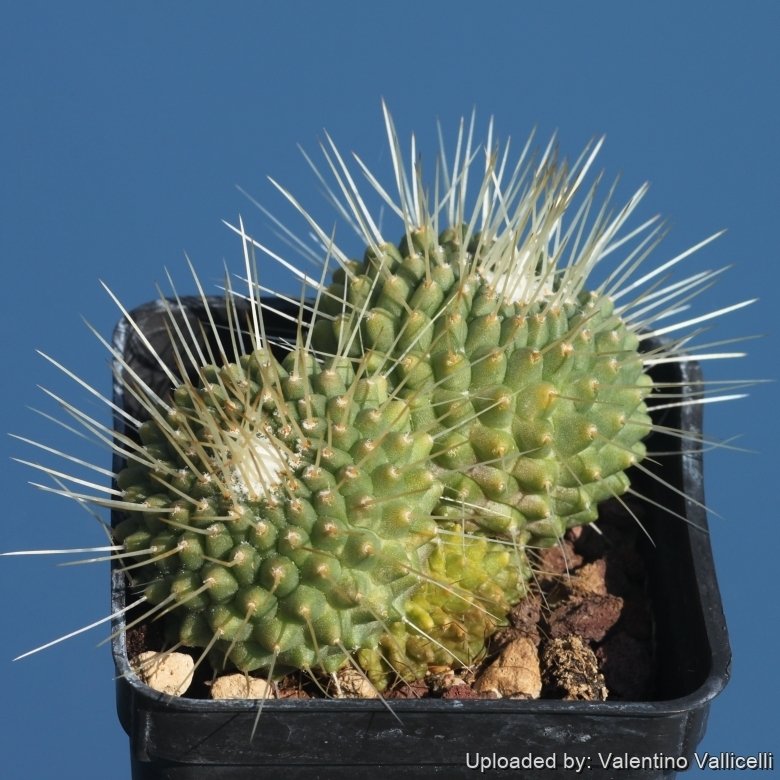 Mammillaria spinosissima cv. Un Pico