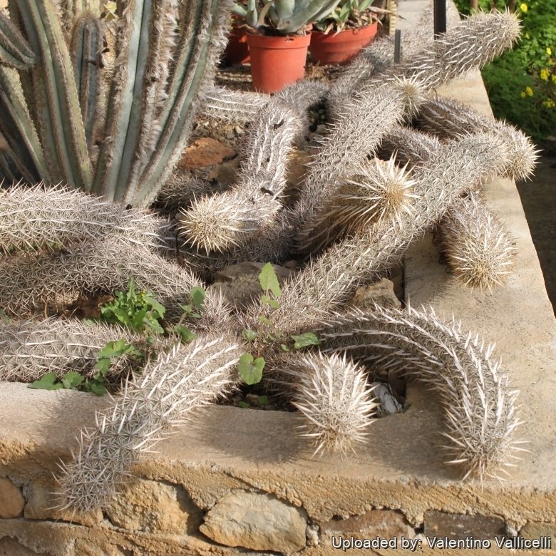 Stenocereus eruca