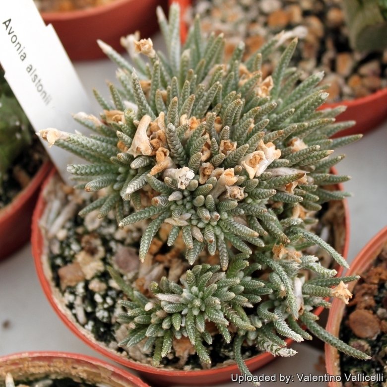Anacampseros alstonii