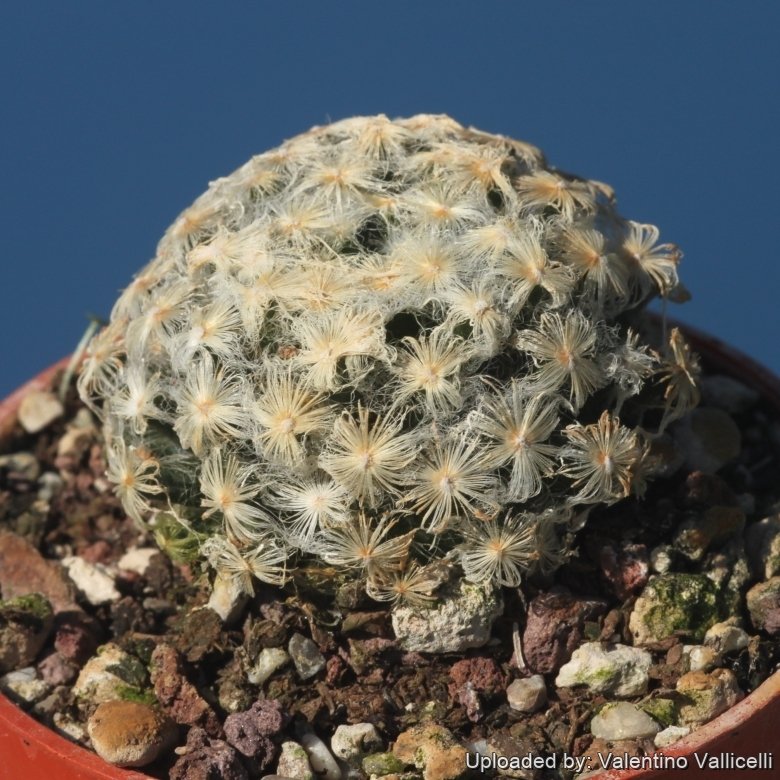 Mammillaria schiedeana var. plumosa