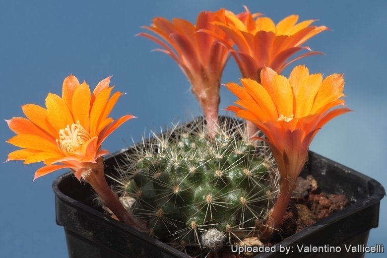 Rebutia flavistyla