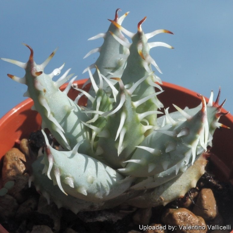 Aloe erinacea