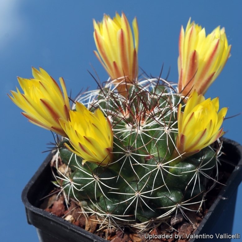 Mammillaria melaleuca