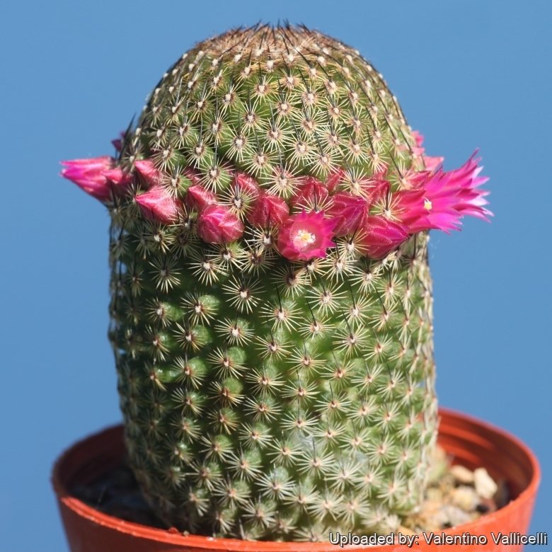Mammillaria matudae