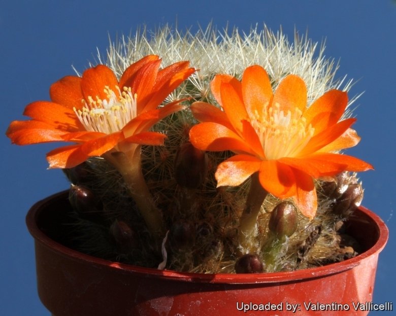 Rebutia buiningiana